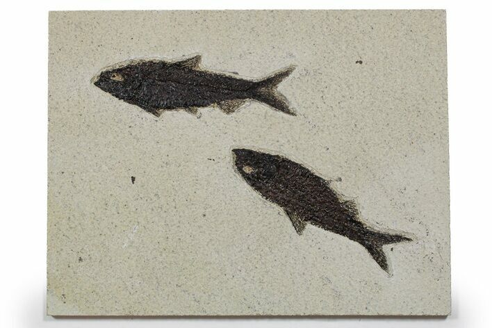 Two Detailed Fossil Fish (Knightia) - Wyoming #349238
